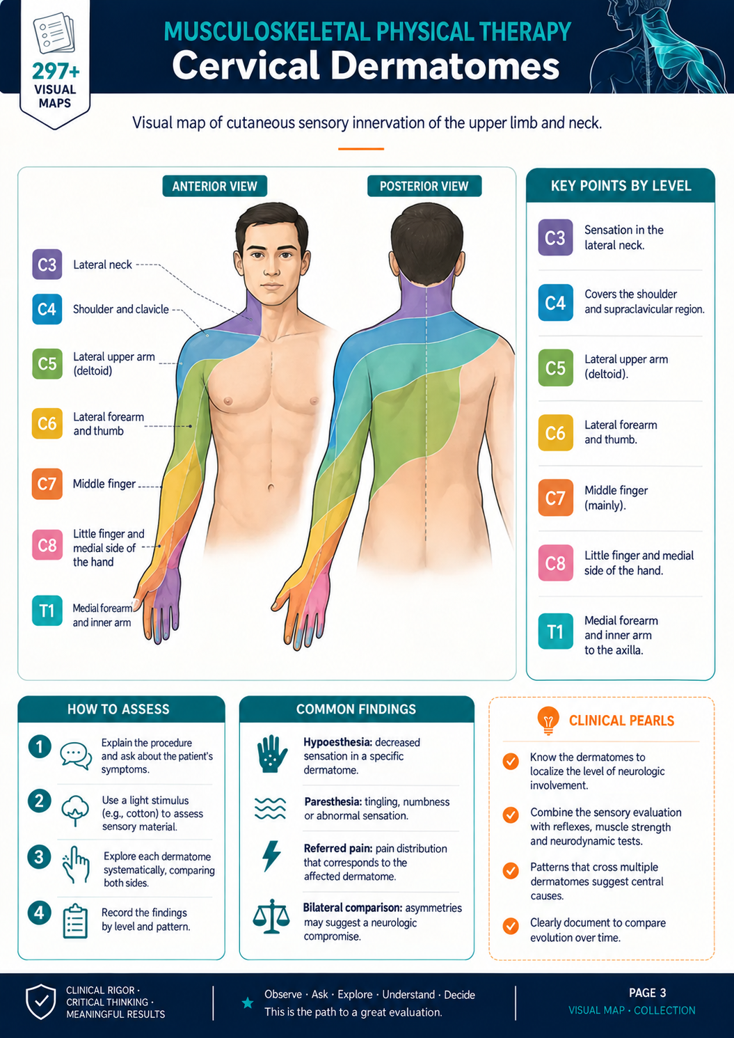 Cervical Dermatomes visual map in English