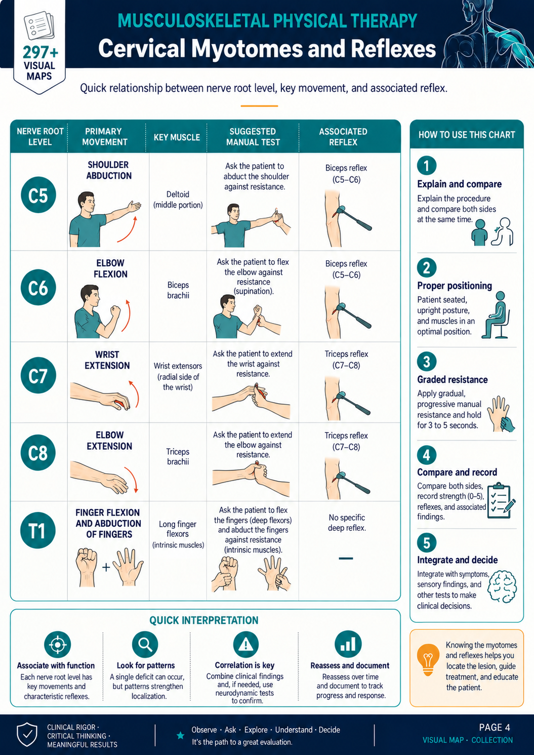 Myotomes and Reflexes visual map in English
